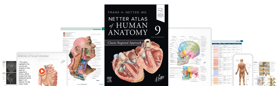 Netter Atlas of Human Anatomy 9th Edition Sample Pages